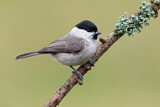 Image. Marsh Tit