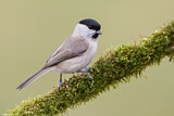 Image. Marsh Tit