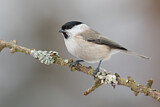 Image. Marsh Tit