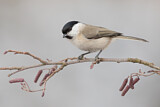 Image. Marsh Tit