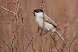 Image. Marsh Tit
