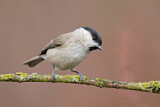 Image. Marsh Tit