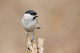 Image. Marsh Tit