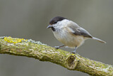 Image. Marsh Tit