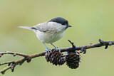 Image. Marsh Tit