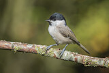 Image. Marsh Tit