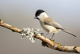 Image. Marsh Tit