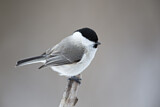 Image. Marsh Tit