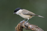 Image. Marsh Tit
