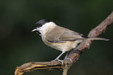 Image. Marsh Tit