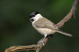 Image. Marsh Tit