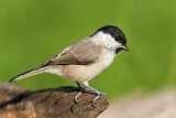 Image. Marsh Tit