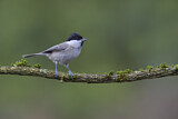 Image. Marsh Tit