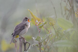 Image. Marsh Warbler