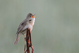 Image. Marsh Warbler
