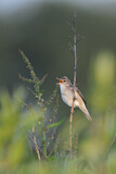 Image. Marsh Warbler