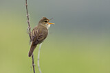Image. Marsh Warbler
