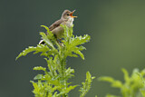 Image. Marsh Warbler