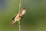 Image. Marsh Warbler