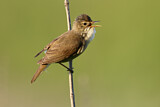 Image. Marsh Warbler