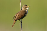 Image. Marsh Warbler