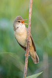 Image. Marsh Warbler