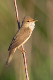 Image. Marsh Warbler