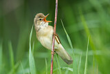 Image. Marsh Warbler