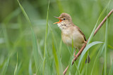 Image. Marsh Warbler