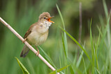 Image. Marsh Warbler