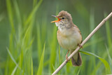 Image. Marsh Warbler