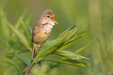 Image. Marsh Warbler