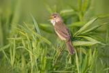 Image. Marsh Warbler