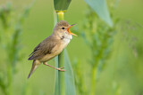 Image. Marsh Warbler