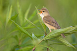 Image. Marsh Warbler
