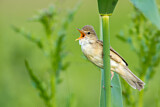 Image. Marsh Warbler