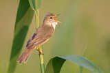 Image. Marsh Warbler