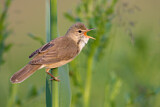 Image. Marsh Warbler