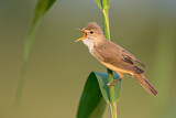Image. Marsh Warbler