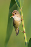 Image. Marsh Warbler