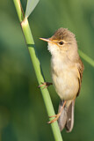 Image. Marsh Warbler