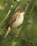 Image. Marsh Warbler