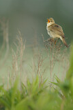Image. Marsh Warbler