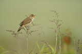 Image. Marsh Warbler