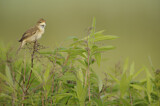 Image. Marsh Warbler