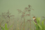 Image. Marsh Warbler
