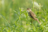 Image. Marsh Warbler
