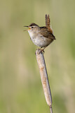 Image. Marsh Wren