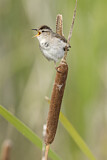 Image. Marsh Wren
