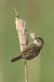 Image. Marsh Wren